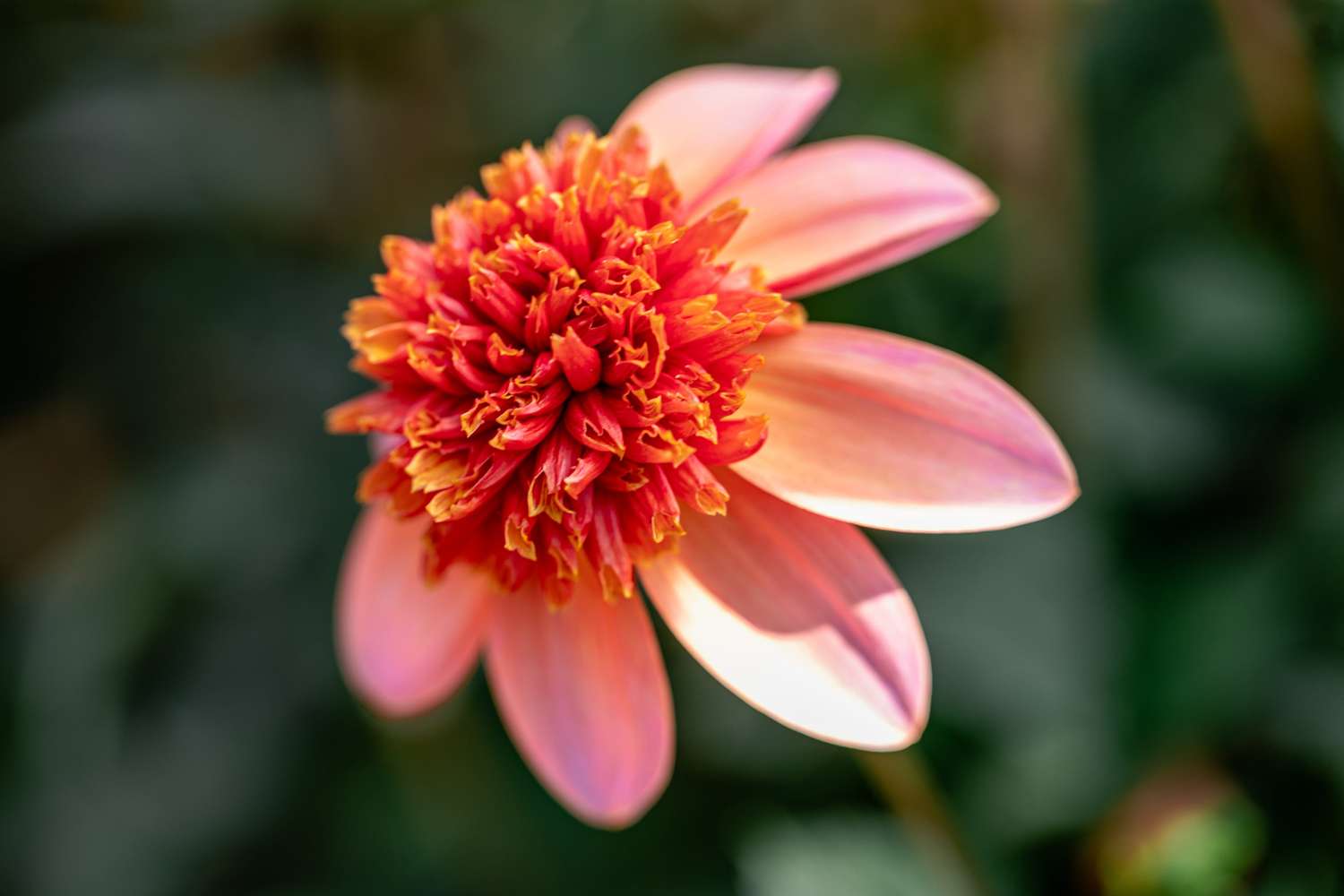 Dahlie 'Totally Tangerine'